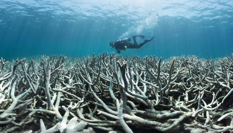 The colour is draining from the world’s coral reefs – it’s time to save ...